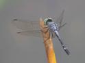 Micrathyria debilis (Peten Dasher) male-6.jpg